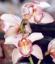 ORQUIDEA