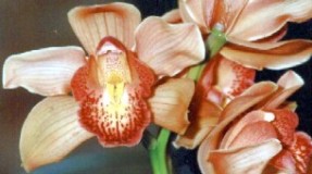 ORQUIDEA