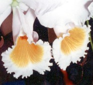 ORQUIDEA