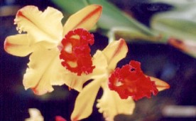 ORQUIDEA