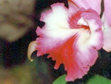 ORQUIDEA