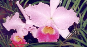 ORQUIDEA CATLEYA