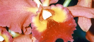 ORQUIDEA