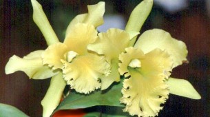 ORQUIDEA