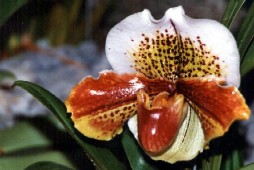 ORQUIDEA ZAPATO