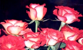 ROSAS