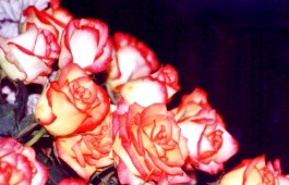 ROSAS