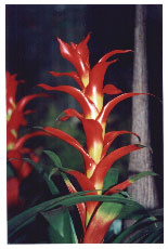 bromelia