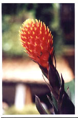 bromelia