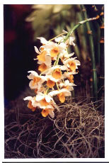 dendrobium