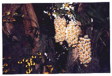 dendrobium