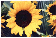 girasol