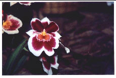 miltoniopsis