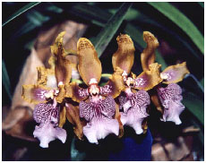 orqudea