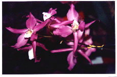 orqudea