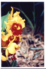 orqudea