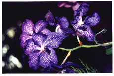 vanda